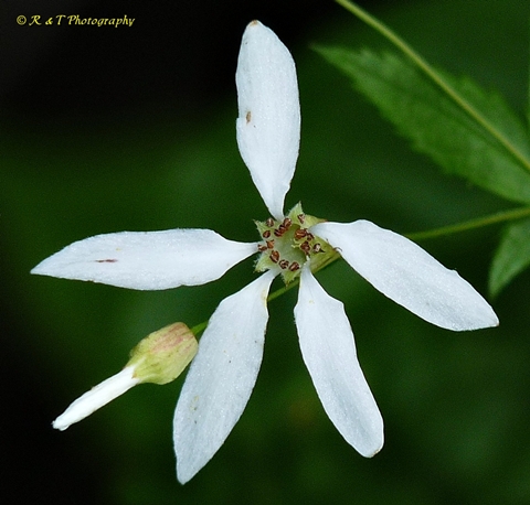 {Gillenia stipulata}